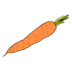 Big carrot on white background. Vector image.