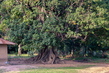  Paisaje boscoso en la pequeña aldea de Edioungou, en los alrededores de Oussouye, en la región de Casamance, en el sur del Senegal