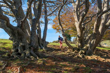 randonneuse dans la forêt de la Massane sud de france