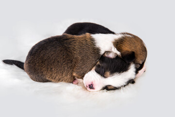 Two Pembroke Welsh Corgi puppies dogs on white