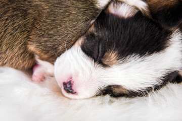 Two Pembroke Welsh Corgi puppies dogs on white