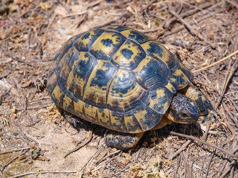 greek tortoise, Testudo graeca