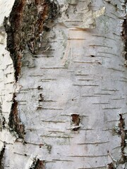 Birch bark