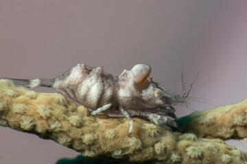 Close up of a gorgonian comensal shrimp Balssia gasti...Canakkale Turkey
