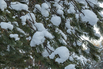 beautiful winter landscape with Christmas trees, ice, snow on Christmas and New year's day