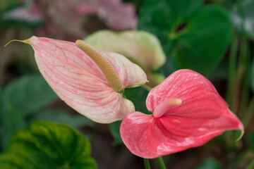 Anthurium on a background of greenery