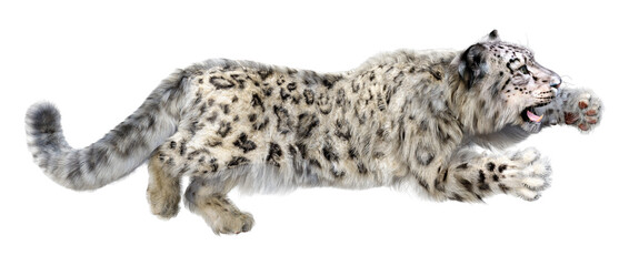 3D Rendering Snow Leopard on White