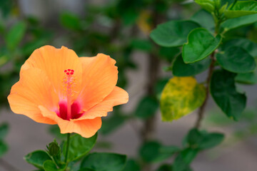 Naklejka premium Chinese hibiscus or Chinese rose in the garden.