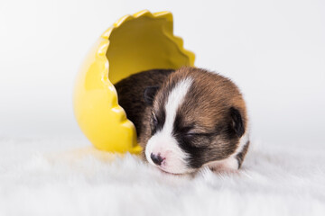 Funny Pembroke Welsh Corgi puppy in Easter egg