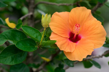 Obraz premium Chinese hibiscus or Chinese rose in the garden.