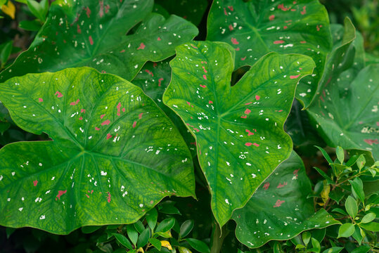 background of green calladium leaves