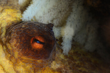 Obraz premium Octopus with its eggs. Octopus (Octopus vulgaris Cuvier, 1797) or octopus is a cephalopod of the Octopodidae family at sea. Gallipoli, Canakkale Turkey.