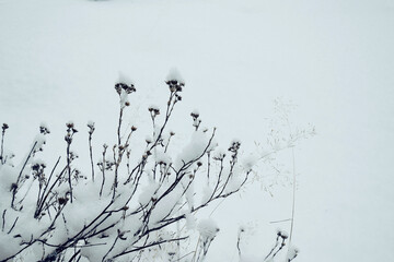 Dried, frozen flowers in a snow-white snowdrift, abstract winter background Light winter backdrop, copy space, banner