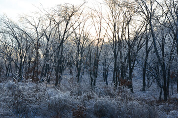 Winter forest in the evening, nature and landscape in winter, ice on tree branches, frozen forest covered with snow