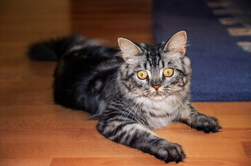 Maine Coon, young house cat