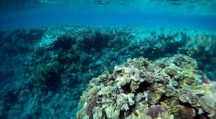 Foto op Aluminium Tropical coral reef. Ecosystem and environment. Egypt. Near Sharm El Sheikh © Sergey Kamshylin
