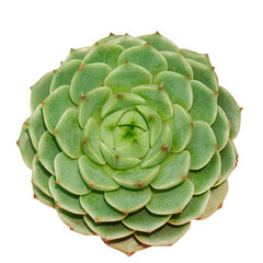Obraz premium Top view of Echeveria Benbedis ,green with red margin sucuclent flowering plant isolated white background