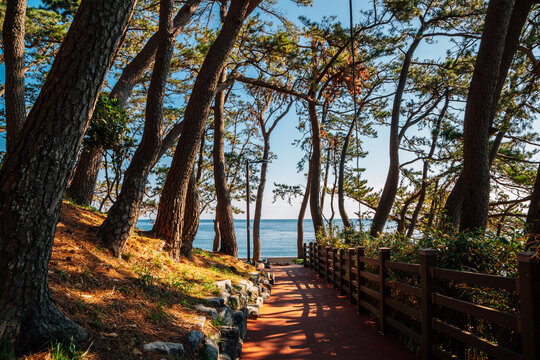 Songjeong beach Jukdo Park forest walking trail road in Busan, Korea