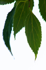 GREEN LEAVES ISOLATE IN WHITE
