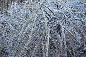 Winter background or landscape nature in winter ice on tree branches frozen forest crystal