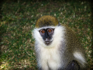 Closeup of an african green monkey (Chlorocebus aethiops)