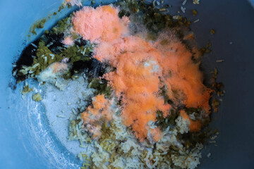 soft focus. Orange moldy rice in the pot, Spoiled rice ,fungus in rice. It is rotten and has a bad smell.spores will germinate, forming thread like cells called hyphae. green moldy rice.