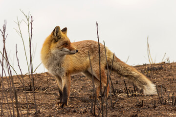 A fox in a clearing burnt out after a forest fire.