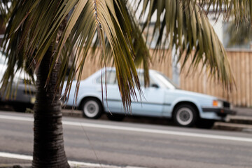 car palm