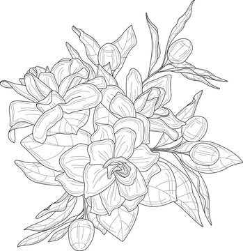 Realistic magnolia flowers bouquet sketch template. Graphic cartoon vector illustration in black and white for games, background, pattern, wallpaper, decor. Coloring paper, page, story book, print