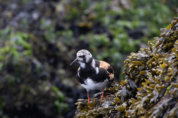 A Ruddy Turnstone