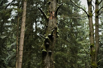 Obraz premium Fichten mit bemoosten Baumpilzen tief im dunklen Wald