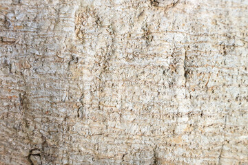 Wood surface pattern and tree bark with gray background