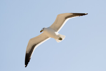 Seagull flying lazily overhead at Herolds Bay, South Africa