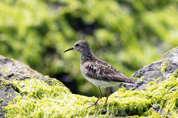 A Least Sandpiper