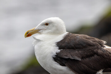 A Great Black Backed Seagull