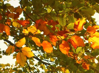 autumn leaves in the sun