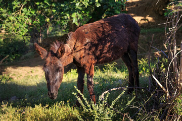 Grazing donkey in Morocco at sunny day.