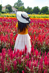 Flower Farm in Chiang Mai Province, Thailand