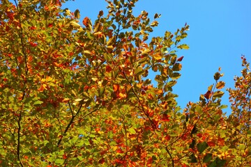 autumn leaves against sky