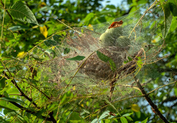 Dozens of bagworms cluster inside the silky nest on the branch of a walnut tree in Missouri. Bokeh effect.