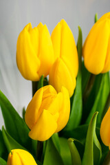 Fototapeta na wymiar Beautiful yellow tulip. Bouquet of fresh tulips.