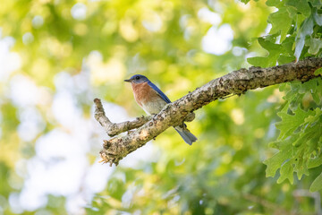 Bluebird on a Dead Branch