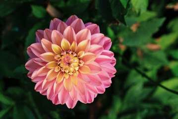 Beautiful pink dahlia flowers blooming in the garden, close up. Natural floral background.