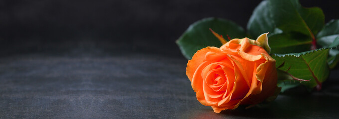 beautiful peach colour rose shot in natural light on dark background. Banner