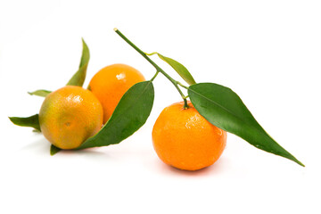 Ripe fresh tangerines on a branch with leaves covered with dew drops isolated on white background	