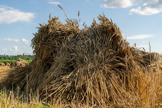 Golden Wheat Sheaves in the Field