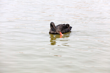 Black Swan swims on the water in a park, China