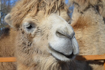 
funny camel on a blurred background