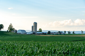Fototapeta na wymiar Corn Fields and Farms