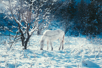 White foal on the background of a fabulous winter landscape Christmas Eve,
